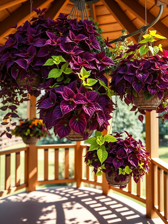 colorful ornamental foliage plant