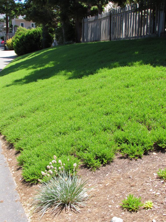 creeping juniper for erosion