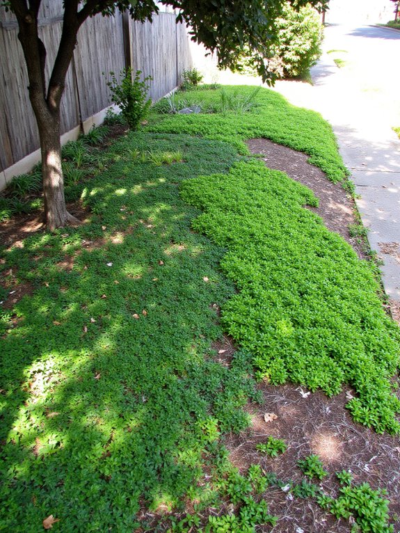 effective erosion control plants